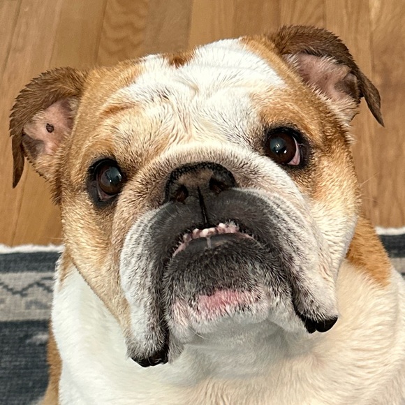 Meet your Posher, Anne - Picture 1 of 1